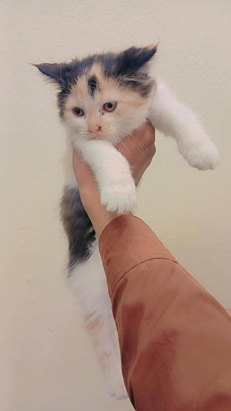 multi color cat 4