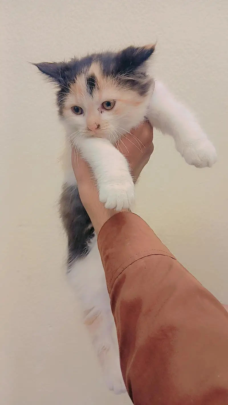 multi color cat — photo 5