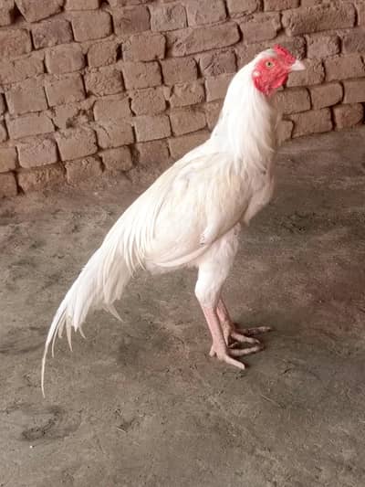 paper white morga .  13 months takreban age .  .  white nok nali
