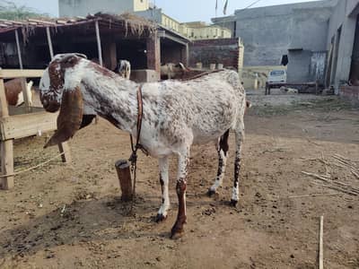 Makhi cheeni Bakri For Sale