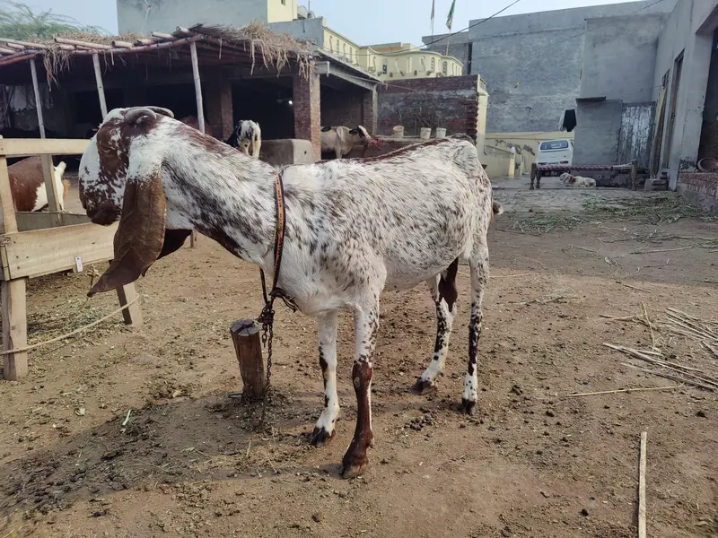 Makhi cheeni Bakri For Sale