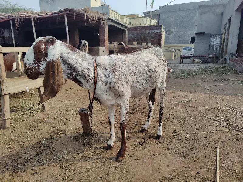 Makhi cheeni Bakri For Sale — photo 2