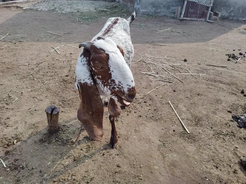 Makhi cheeni Bakri For Sale — photo 3