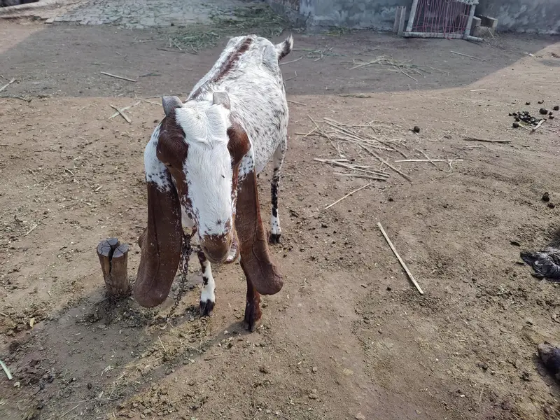 Makhi cheeni Bakri For Sale — photo 4