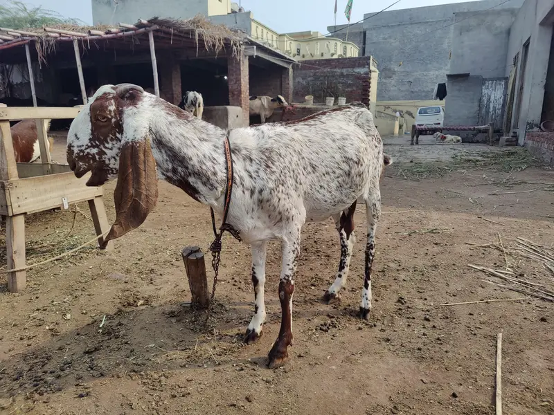 Makhi cheeni Bakri For Sale — photo 5