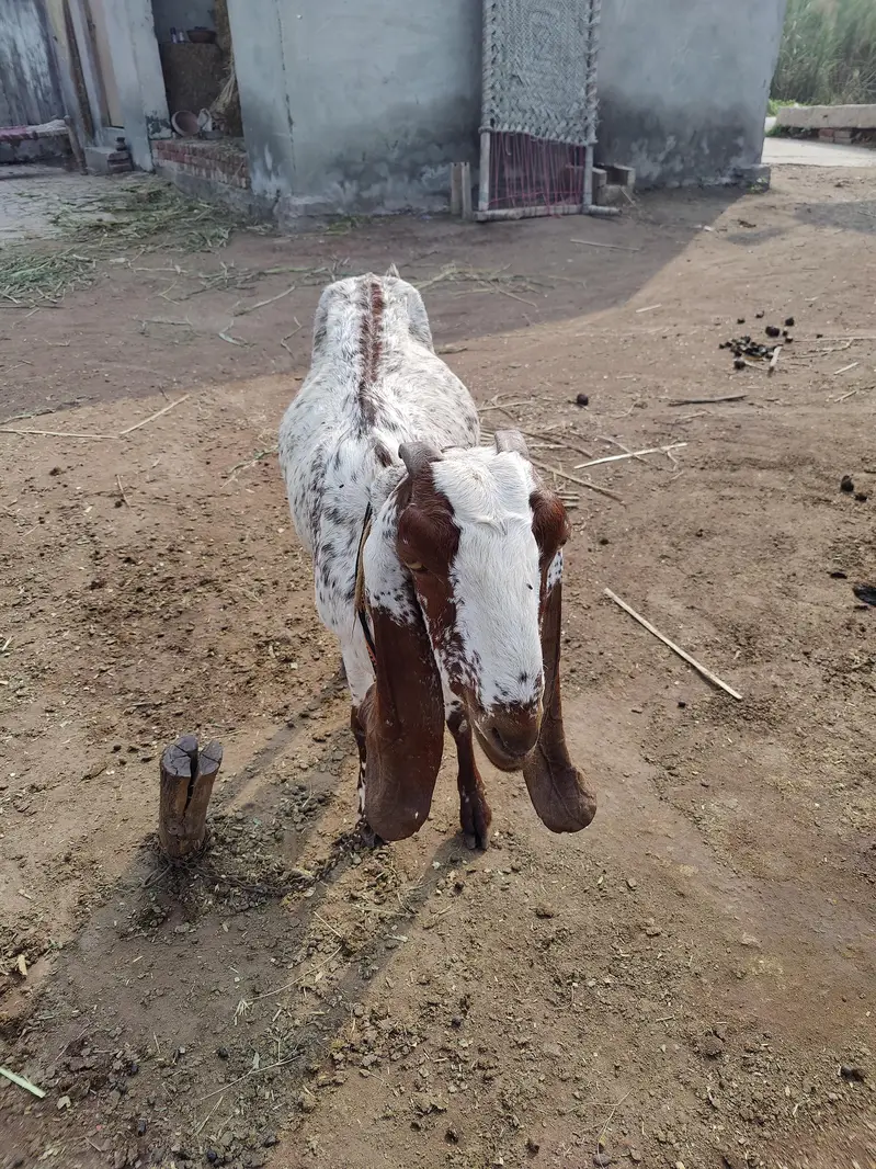 Makhi cheeni Bakri For Sale — photo 6