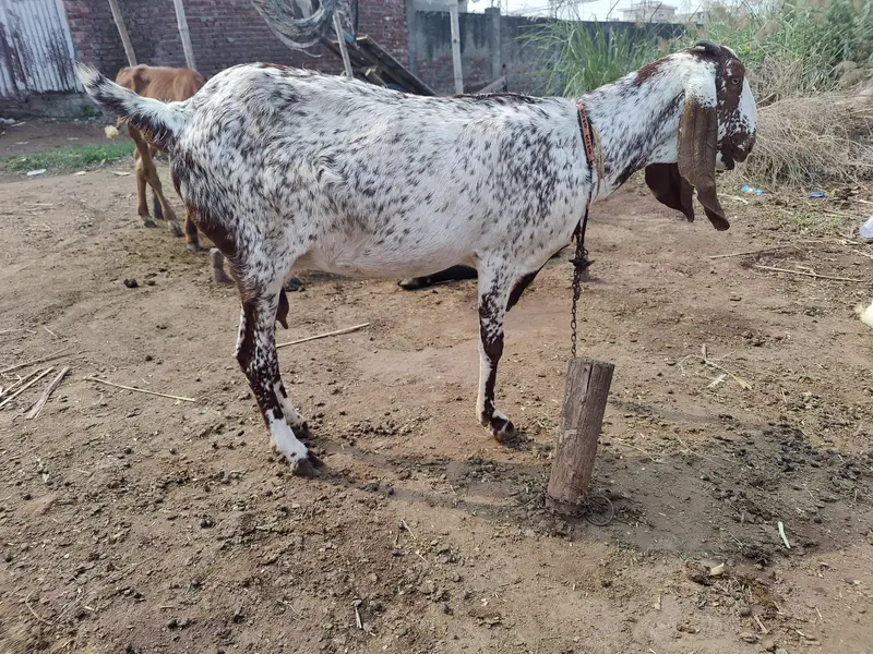 Makhi cheeni Bakri For Sale — photo 7