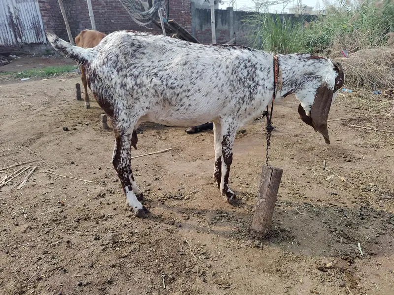 Makhi cheeni Bakri For Sale — photo 8