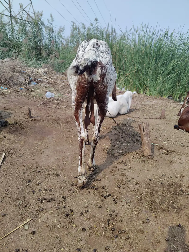 Makhi cheeni Bakri For Sale — photo 9