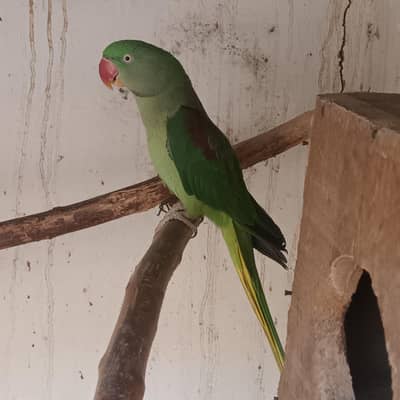 Rwa Female