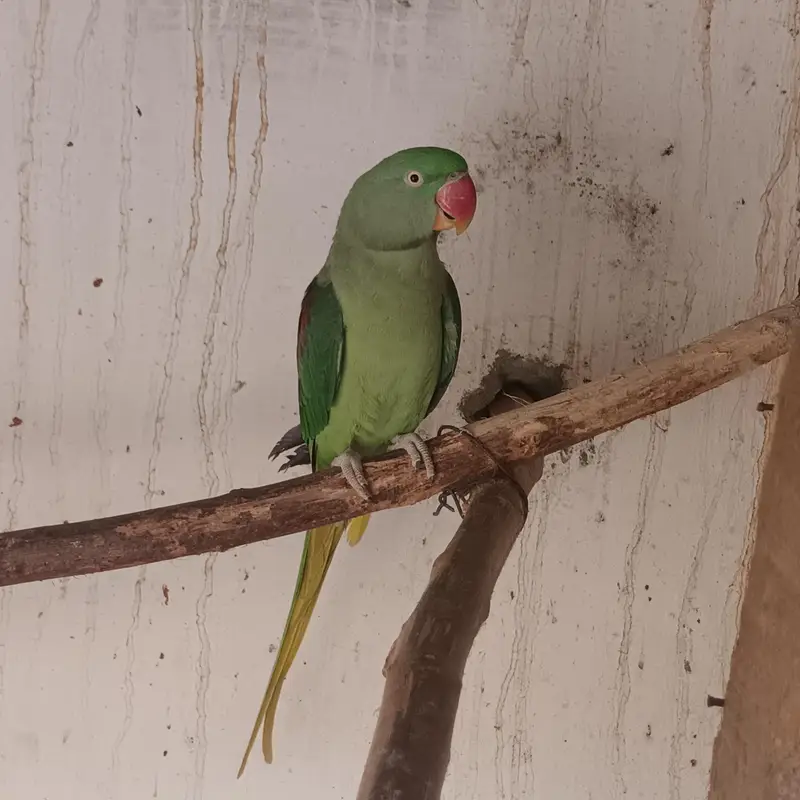 Rwa Female — photo 2