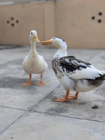 Ducks pair