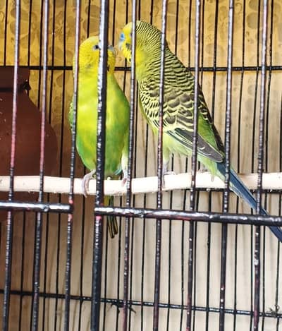 Budgies Breeder Pair (Urgent Sale)