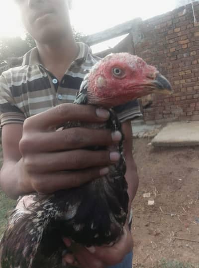 aseel hen