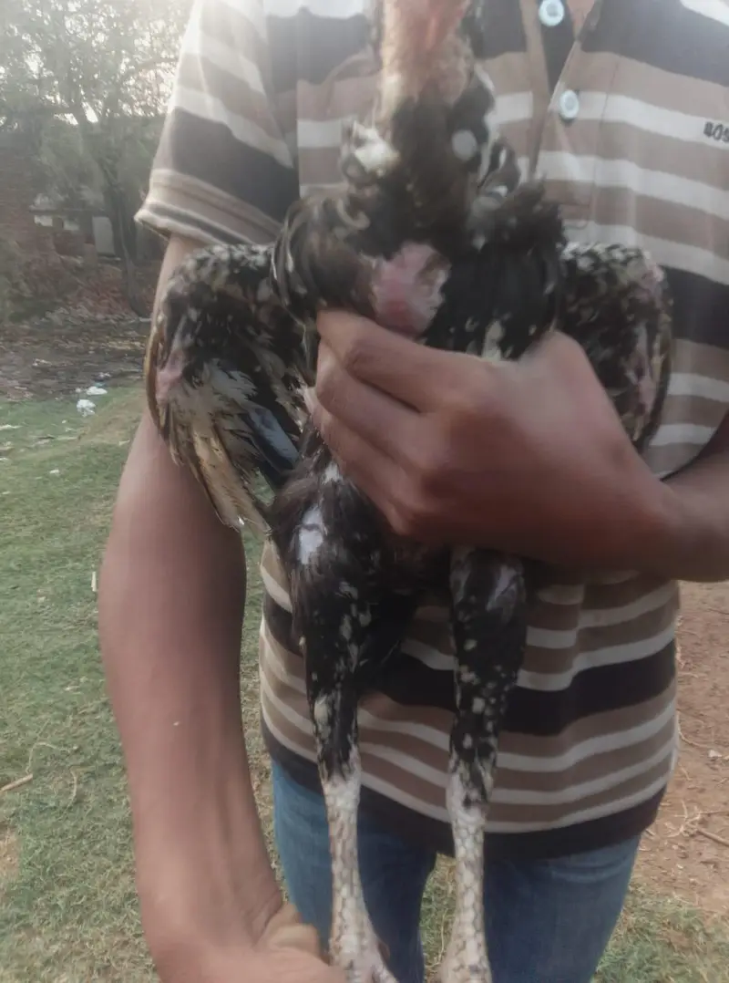 aseel hen — photo 3