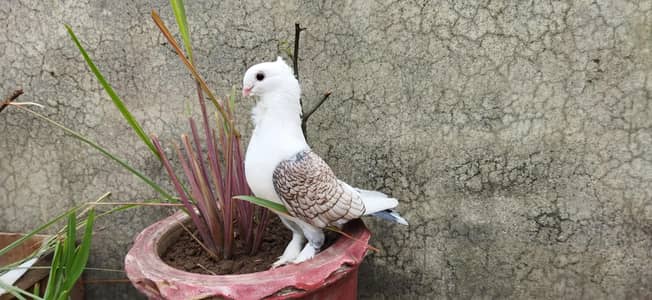 Sattinet pigeon breeder pairs and young pieces