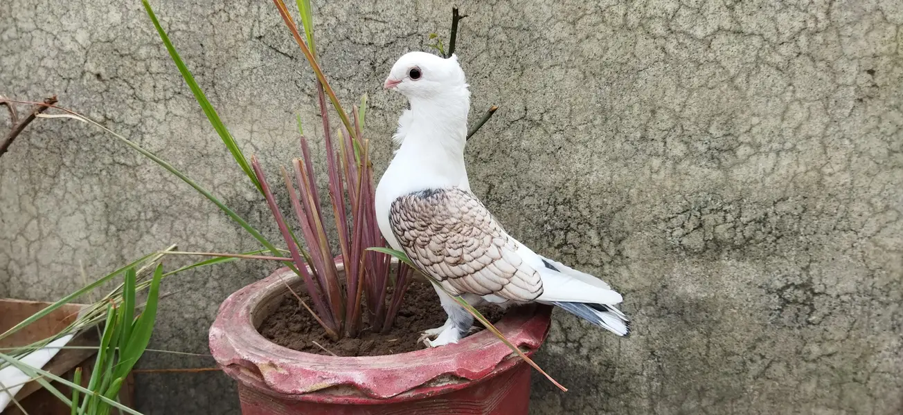 Sattinet pigeon breeder pairs and young pieces — photo 2