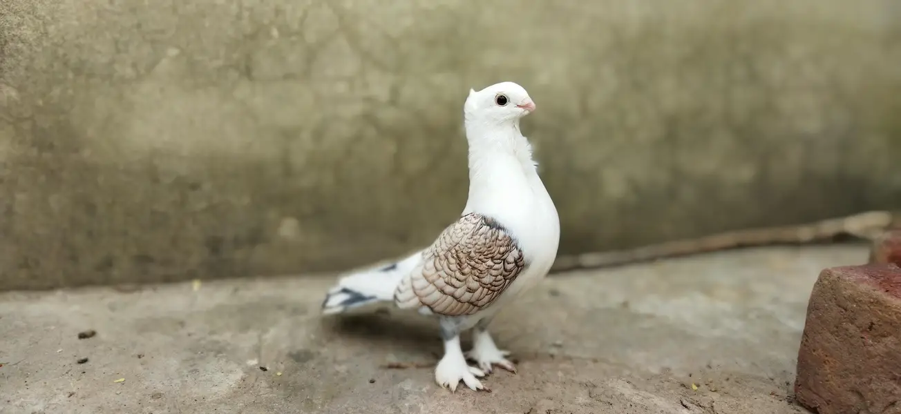 Sattinet pigeon breeder pairs and young pieces — photo 3