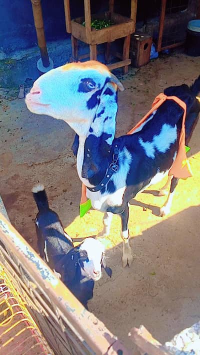 goat for sale 1 bachy k Sath dobra bakri ghaban hai 1month ki garanty