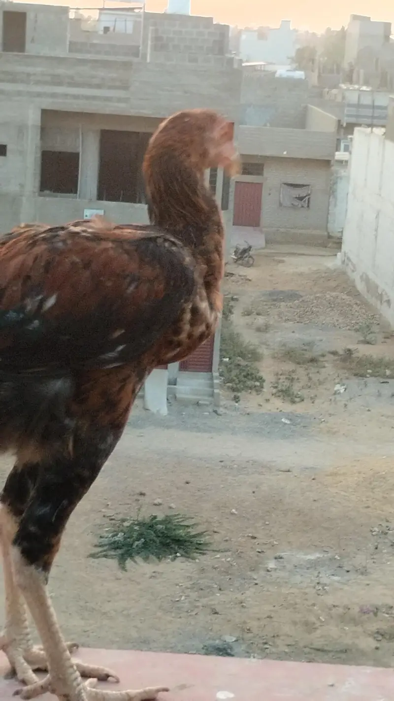 aseel patha black jawa 3500 Red patha 2700 white black 2700 — photo 5