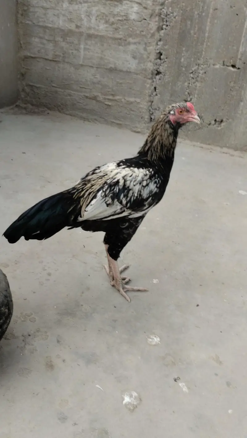 aseel patha black jawa 3500 Red patha 2700 white black 2700 — photo 8