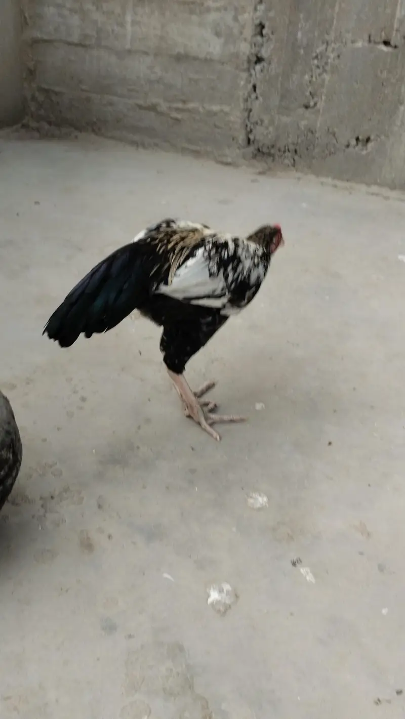 aseel patha black jawa 3500 Red patha 2700 white black 2700 — photo 9