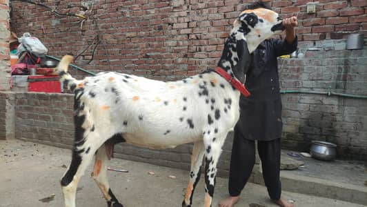 BETAAL GABAN | GOAT