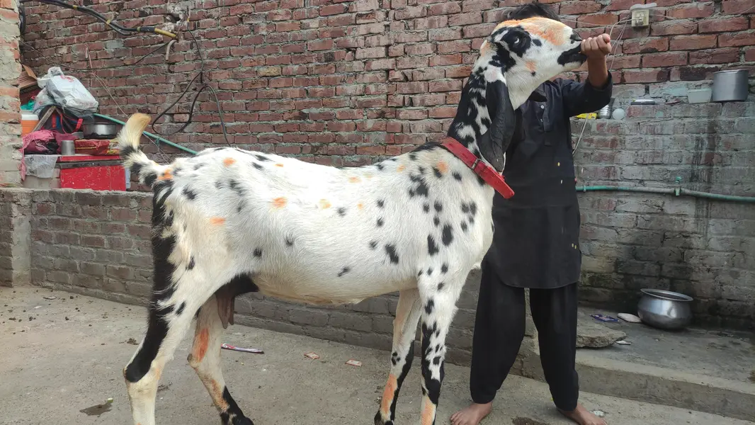BETAAL GABAN | GOAT