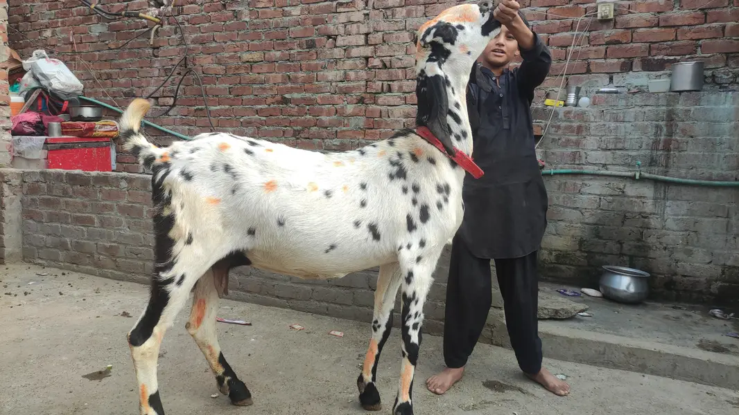 BETAAL GABAN | GOAT — photo 2
