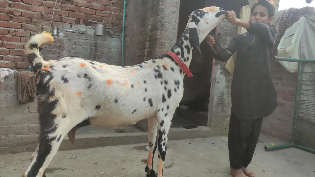 BETAAL GABAN | GOAT — photo 3