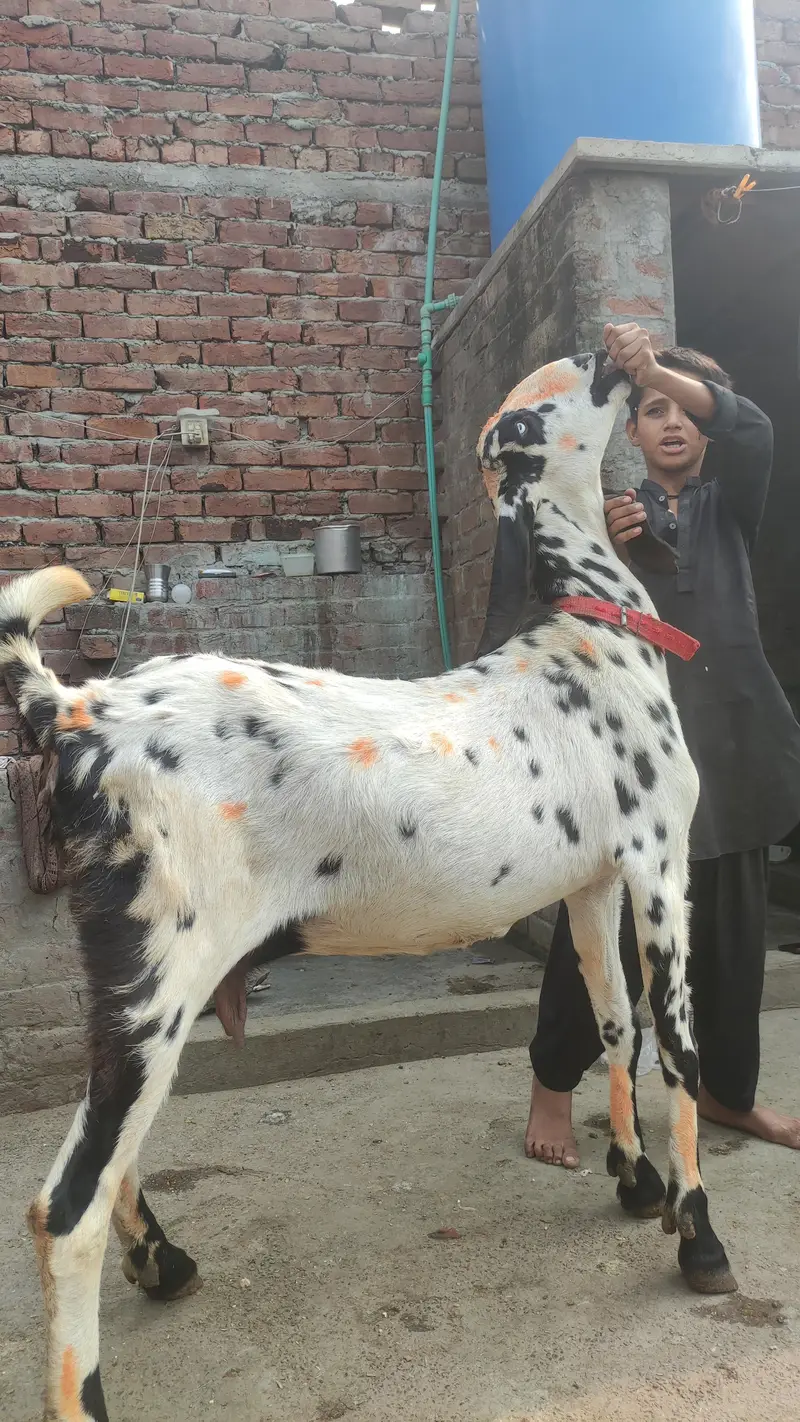 BETAAL GABAN | GOAT — photo 4