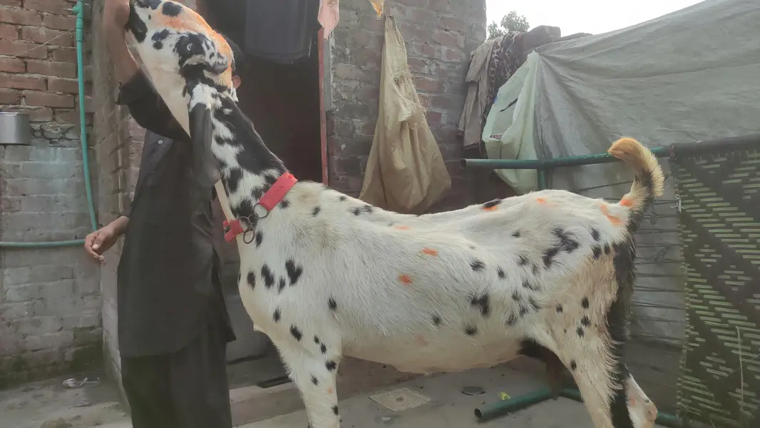 BETAAL GABAN | GOAT — photo 5