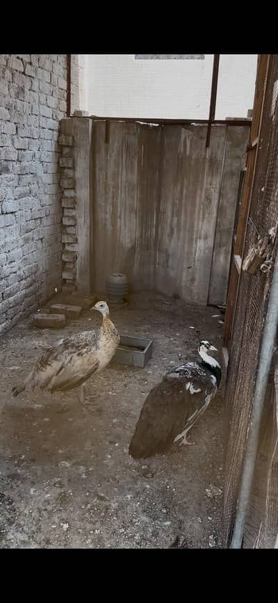 2 ready to breed females available