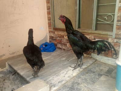 Pure dragon long height and Thai trat pairs available