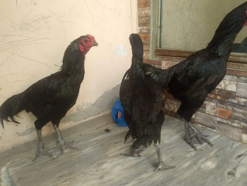 Pure dragon long height and Thai trat pairs available — photo 3