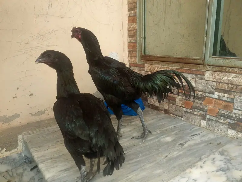 Pure dragon long height and Thai trat pairs available — photo 8