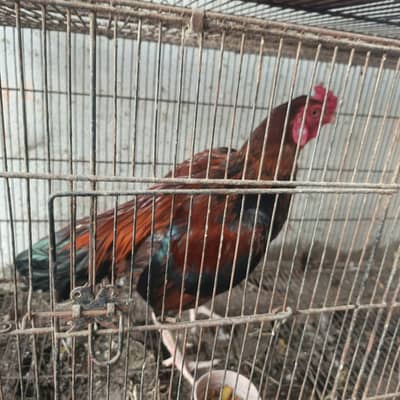 sell my aseel cock