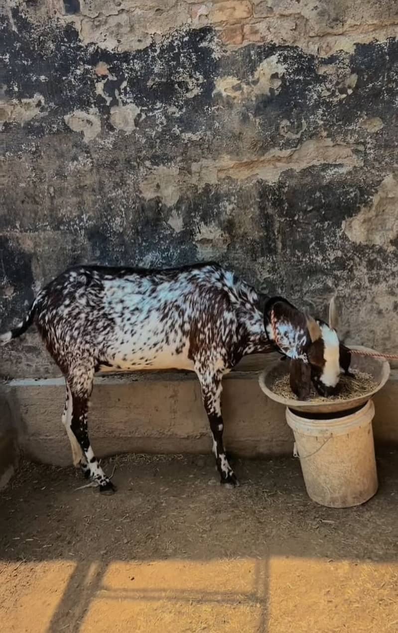 Makha cheeni 0