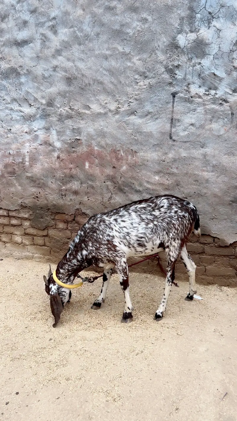 Makha cheeni — photo 2