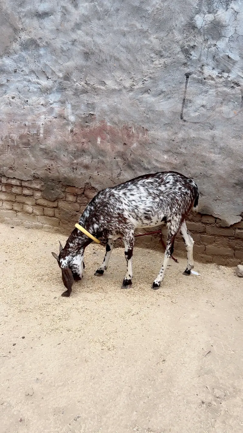 Makha cheeni — photo 3