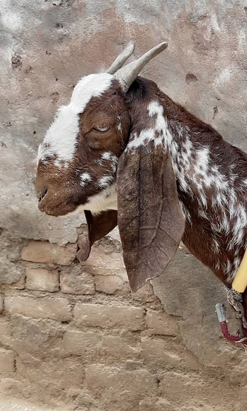 Makha cheeni 3