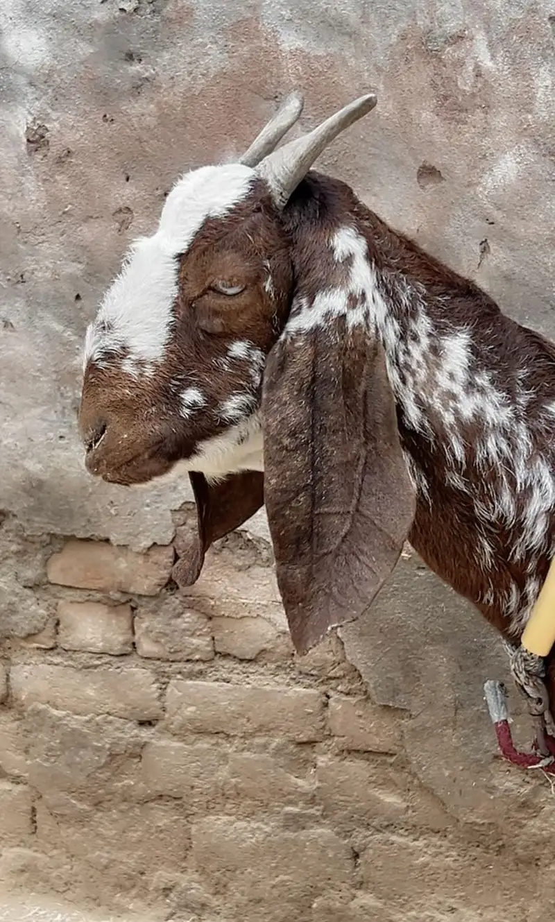 Makha cheeni — photo 4