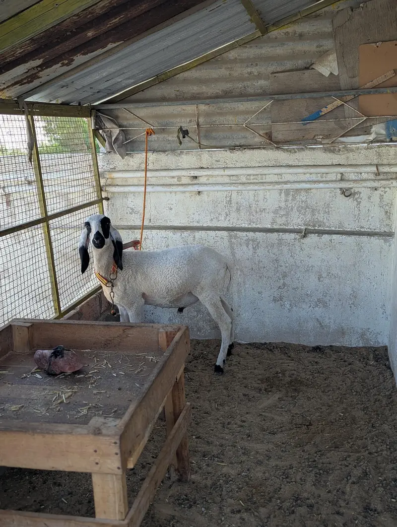 KHARA DUMBAH — photo 7