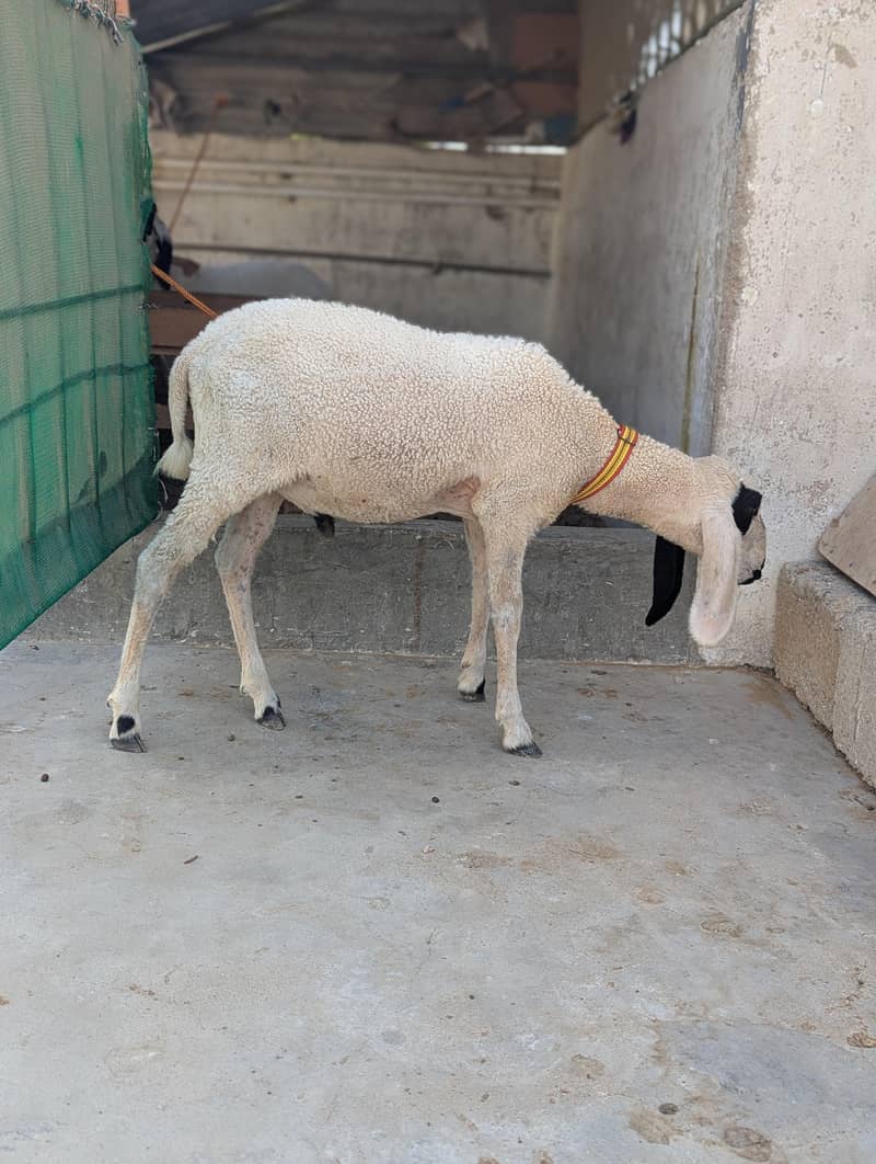KHARA DUMBAH 8