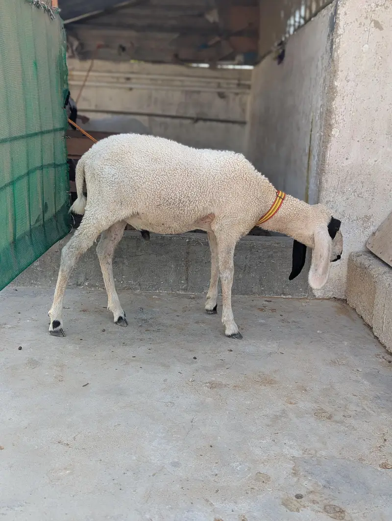 KHARA DUMBAH — photo 9