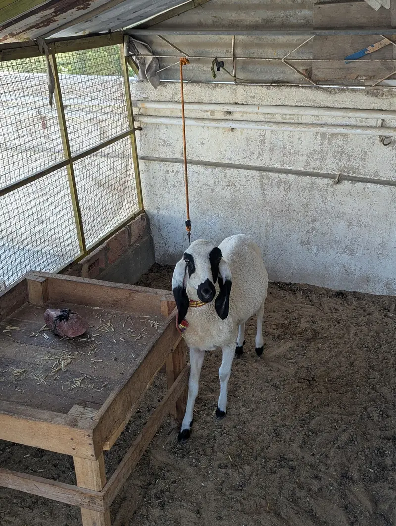 KHARA DUMBAH — photo 11