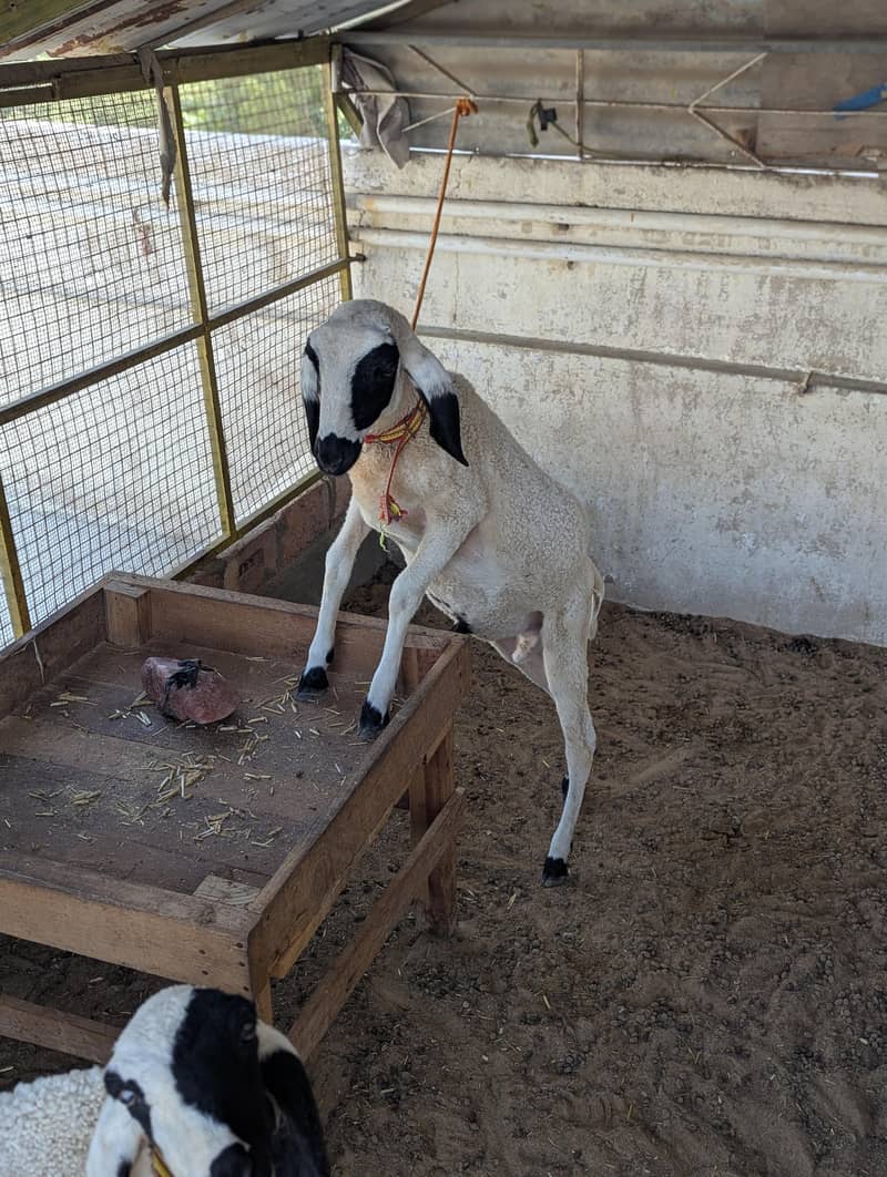 KHARA DUMBAH 11