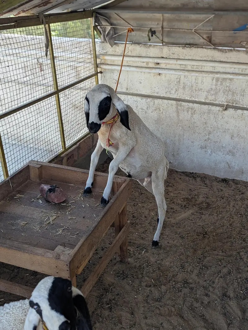KHARA DUMBAH — photo 12