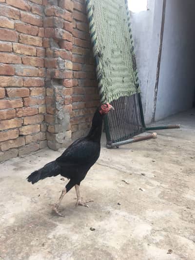 Hen for sale