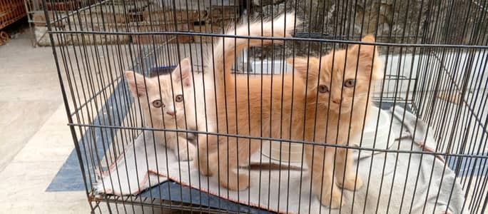 Persian kittens